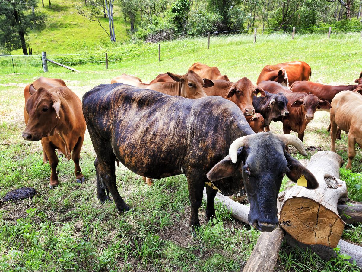 Australian beef cattle